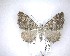  (Helastia - NZAC04201567)  @11 [ ] No Rights Reserved (2020) Unspecified Landcare Research, New Zealand Arthropod Collection