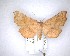  ( - NZAC04201568)  @11 [ ] No Rights Reserved (2020) Unspecified Landcare Research, New Zealand Arthropod Collection