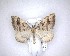  ( - NZAC04201582)  @11 [ ] No Rights Reserved (2020) Unspecified Landcare Research, New Zealand Arthropod Collection