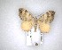  ( - NZAC04201597)  @11 [ ] No Rights Reserved (2020) Unspecified Landcare Research, New Zealand Arthropod Collection