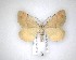  (Asaphodes aegrota - NZAC04201610)  @11 [ ] No Rights Reserved (2020) Unspecified Landcare Research, New Zealand Arthropod Collection