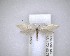  ( - NZAC04201614)  @13 [ ] No Rights Reserved (2020) Unspecified Landcare Research, New Zealand Arthropod Collection