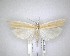  (Orocrambus angustipennis - NZAC04201617)  @11 [ ] No Rights Reserved (2020) Unspecified Landcare Research, New Zealand Arthropod Collection