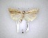  ( - NZAC04201618)  @11 [ ] No Rights Reserved (2020) Unspecified Landcare Research, New Zealand Arthropod Collection