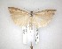  ( - NZAC04201627)  @11 [ ] No Rights Reserved (2020) Unspecified Landcare Research, New Zealand Arthropod Collection