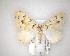  (Asaphodes adonis - NZAC04201675)  @11 [ ] No Rights Reserved (2020) Unspecified Landcare Research, New Zealand Arthropod Collection