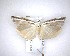  ( - NZAC04201686)  @11 [ ] No Rights Reserved (2020) Unspecified Landcare Research, New Zealand Arthropod Collection