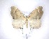  (Asaphodes camelias - NZAC04201687)  @11 [ ] No Rights Reserved (2020) Unspecified Landcare Research, New Zealand Arthropod Collection