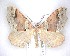  (Austrocidaria parora - NZAC04201688)  @11 [ ] No Rights Reserved (2020) Unspecified Landcare Research, New Zealand Arthropod Collection