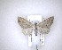  (Pasiphila humilis - NZAC04201692)  @11 [ ] No Rights Reserved (2020) Unspecified Landcare Research, New Zealand Arthropod Collection