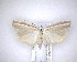  ( - NZAC04201697)  @11 [ ] No Rights Reserved (2020) Unspecified Landcare Research, New Zealand Arthropod Collection