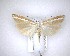  ( - NZAC04201698)  @11 [ ] No Rights Reserved (2020) Unspecified Landcare Research, New Zealand Arthropod Collection