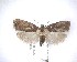  ( - NZAC04201699)  @11 [ ] No Rights Reserved (2020) Unspecified Landcare Research, New Zealand Arthropod Collection