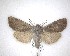  (Ichneutica nullifera - NZAC04201703)  @11 [ ] No Rights Reserved (2020) Unspecified Landcare Research, New Zealand Arthropod Collection