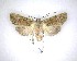  (Meterana levis - NZAC04201704)  @11 [ ] No Rights Reserved (2020) Unspecified Landcare Research, New Zealand Arthropod Collection