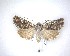  (Ichneutica lithias - NZAC04201710)  @11 [ ] No Rights Reserved (2020) Unspecified Landcare Research, New Zealand Arthropod Collection