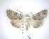  (Ichneutica cuneata - NZAC04201711)  @11 [ ] No Rights Reserved (2020) Unspecified Landcare Research, New Zealand Arthropod Collection