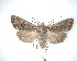 ( - NZAC04201712)  @11 [ ] No Rights Reserved (2020) Unspecified Landcare Research, New Zealand Arthropod Collection
