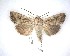  ( - NZAC04201713)  @11 [ ] No Rights Reserved (2020) Unspecified Landcare Research, New Zealand Arthropod Collection