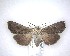  ( - NZAC04201714)  @11 [ ] No Rights Reserved (2020) Unspecified Landcare Research, New Zealand Arthropod Collection