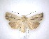  (Ichneutica propria - NZAC04201715)  @11 [ ] No Rights Reserved (2020) Unspecified Landcare Research, New Zealand Arthropod Collection