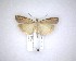  ( - NZAC04201719)  @11 [ ] No Rights Reserved (2020) Unspecified Landcare Research, New Zealand Arthropod Collection