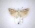  ( - NZAC04201725)  @11 [ ] No Rights Reserved (2020) Unspecified Landcare Research, New Zealand Arthropod Collection