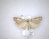  ( - NZAC04201727)  @11 [ ] No Rights Reserved (2020) Unspecified Landcare Research, New Zealand Arthropod Collection