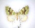  (Asaphodes philpotti - NZAC04201734)  @11 [ ] No Rights Reserved (2020) Unspecified Landcare Research, New Zealand Arthropod Collection