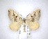  (Xanthorhoe semifissata - NZAC04201735)  @11 [ ] No Rights Reserved (2020) Unspecified Landcare Research, New Zealand Arthropod Collection