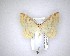  (Epiphryne undosata - NZAC04201736)  @11 [ ] No Rights Reserved (2020) Unspecified Landcare Research, New Zealand Arthropod Collection