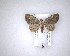  (Pasiphila testulata - NZAC04201737)  @11 [ ] No Rights Reserved (2020) Unspecified Landcare Research, New Zealand Arthropod Collection