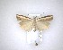  ( - NZAC04201748)  @11 [ ] No Rights Reserved (2020) Unspecified Landcare Research, New Zealand Arthropod Collection