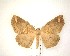  (Xyridacma ustaria - NZAC04201772)  @11 [ ] No Rights Reserved (2020) Unspecified Landcare Research, New Zealand Arthropod Collection