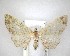  (Pasiphila aristias - NZAC04201778)  @11 [ ] No Rights Reserved (2020) Unspecified Landcare Research, New Zealand Arthropod Collection