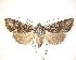  (Ichneutica mutans - NZAC04201782)  @11 [ ] No Rights Reserved (2020) Unspecified Landcare Research, New Zealand Arthropod Collection