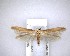  (Stathmopoda aposema - NZAC04201790)  @11 [ ] No Rights Reserved (2020) Unspecified Landcare Research, New Zealand Arthropod Collection