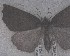  ( - NZAC04203711)  @11 [ ] No Rights Reserved (2025) Unspecified Landcare Research, New Zealand Arthropod Collection