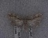  (Atomotricha - NZAC04204094)  @11 [ ] No Rights Reserved (2025) Unspecified Landcare Research, New Zealand Arthropod Collection