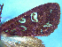  (Ichneutica subcyprea - NZAC04226028)  @11 [ ] No Rights Reserved (2025) Unspecified Landcare Research, New Zealand Arthropod Collection