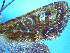  (Ichneutica peridotea - NZAC04226031)  @11 [ ] No Rights Reserved (2025) Unspecified Landcare Research, New Zealand Arthropod Collection