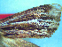  (Ichneutica emmersonorum - NZAC04226034)  @11 [ ] No Rights Reserved (2025) Unspecified Landcare Research, New Zealand Arthropod Collection