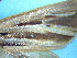  (Ichneutica lyfordi - NZAC04226036)  @11 [ ] No Rights Reserved (2025) Unspecified Landcare Research, New Zealand Arthropod Collection
