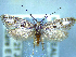  (Prepalla austrina - NZAC04226184)  @11 [ ] No Rights Reserved (2025) Unspecified Landcare Research, New Zealand Arthropod Collection