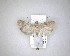  ( - NZAC04231440)  @11 [ ] No Rights Reserved (2020) Unspecified Landcare Research, New Zealand Arthropod Collection