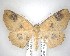  ( - NZAC04231443)  @11 [ ] No Rights Reserved (2020) Unspecified Landcare Research, New Zealand Arthropod Collection