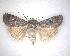  ( - NZAC04231444)  @11 [ ] No Rights Reserved (2020) Unspecified Landcare Research, New Zealand Arthropod Collection