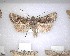  ( - NZAC04231461)  @11 [ ] No Rights Reserved (2020) Unspecified Landcare Research, New Zealand Arthropod Collection