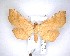  ( - NZAC04231497)  @11 [ ] No Rights Reserved (2020) Unspecified Landcare Research, New Zealand Arthropod Collection