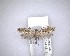  (Tinea conferta - NZAC04231501)  @11 [ ] No Rights Reserved (2020) Unspecified Landcare Research, New Zealand Arthropod Collection